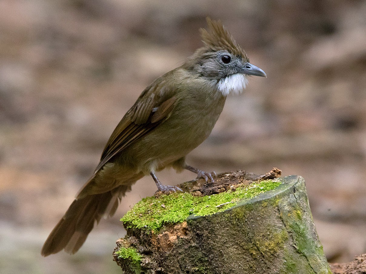 Ochraceous Bulbul - eBird