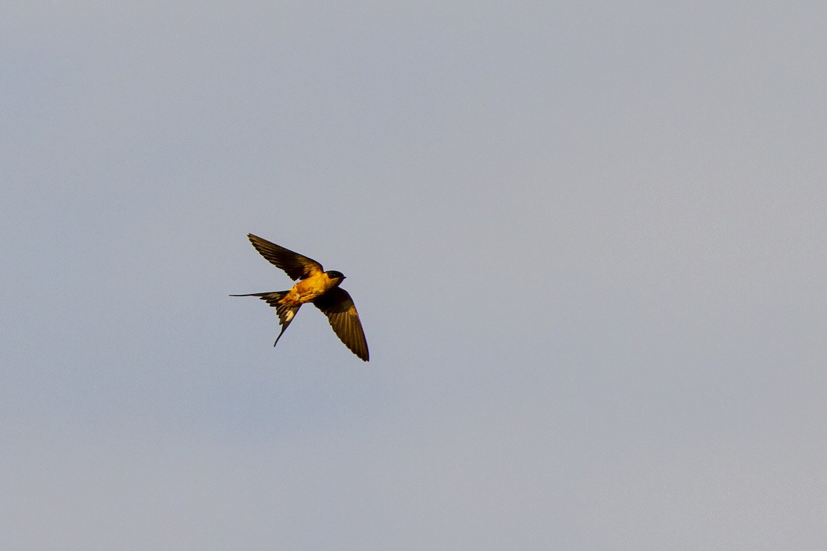 Rufous-chested Swallow - Niall D Perrins
