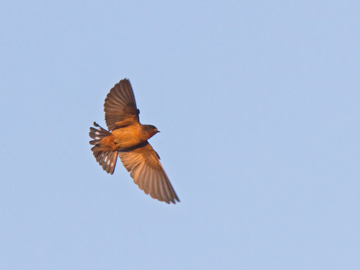 Red-throated Swallow - ML223454021