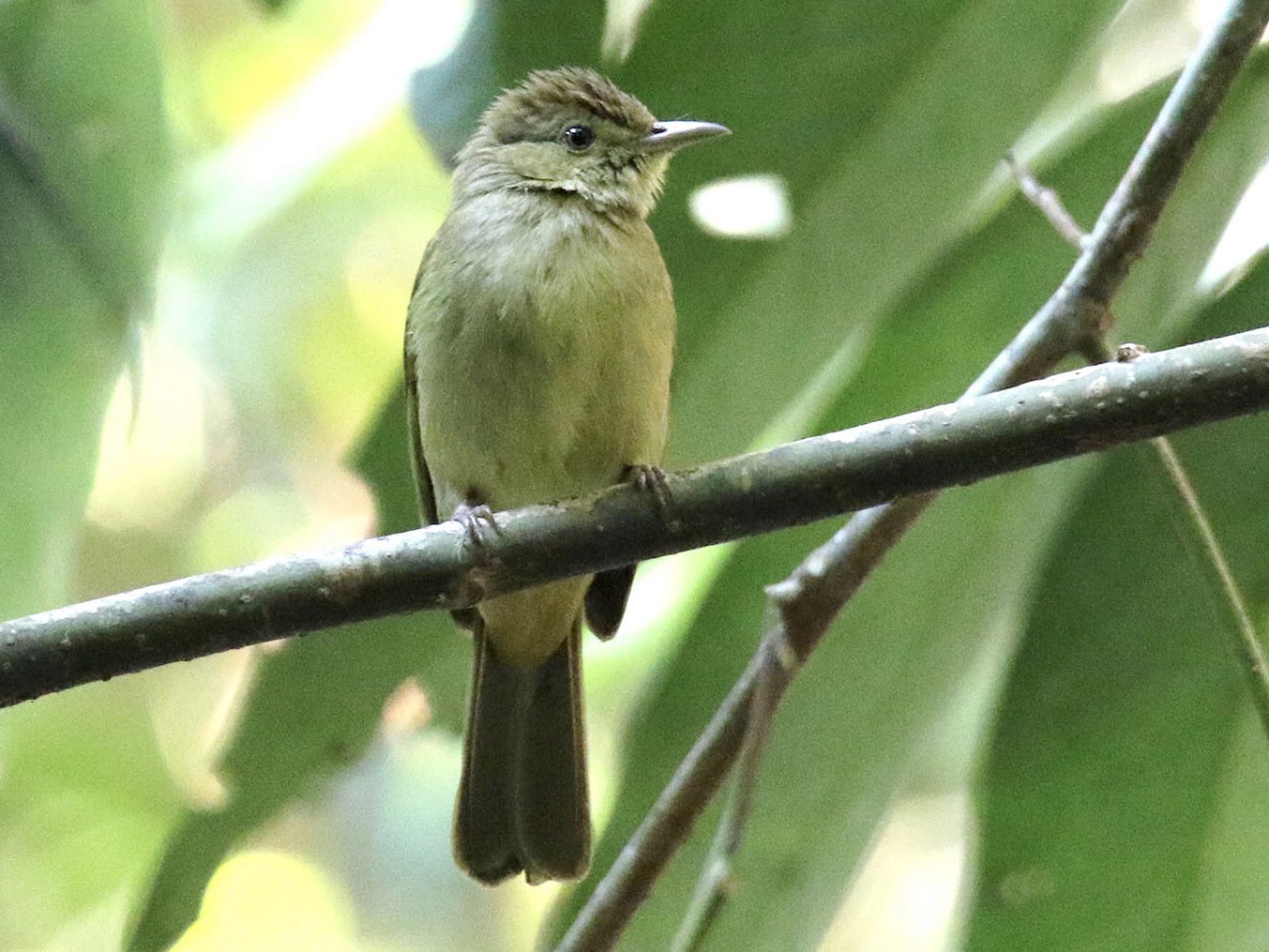 Olive Bulbul - Jens Toettrup