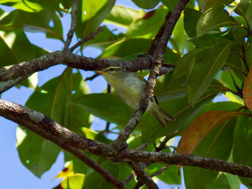 Davison's Leaf Warbler - Wich'yanan Limparungpatthanakij