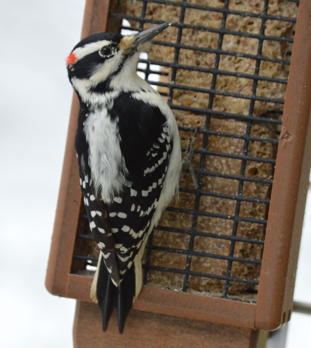 Hairy Woodpecker - ML22345541