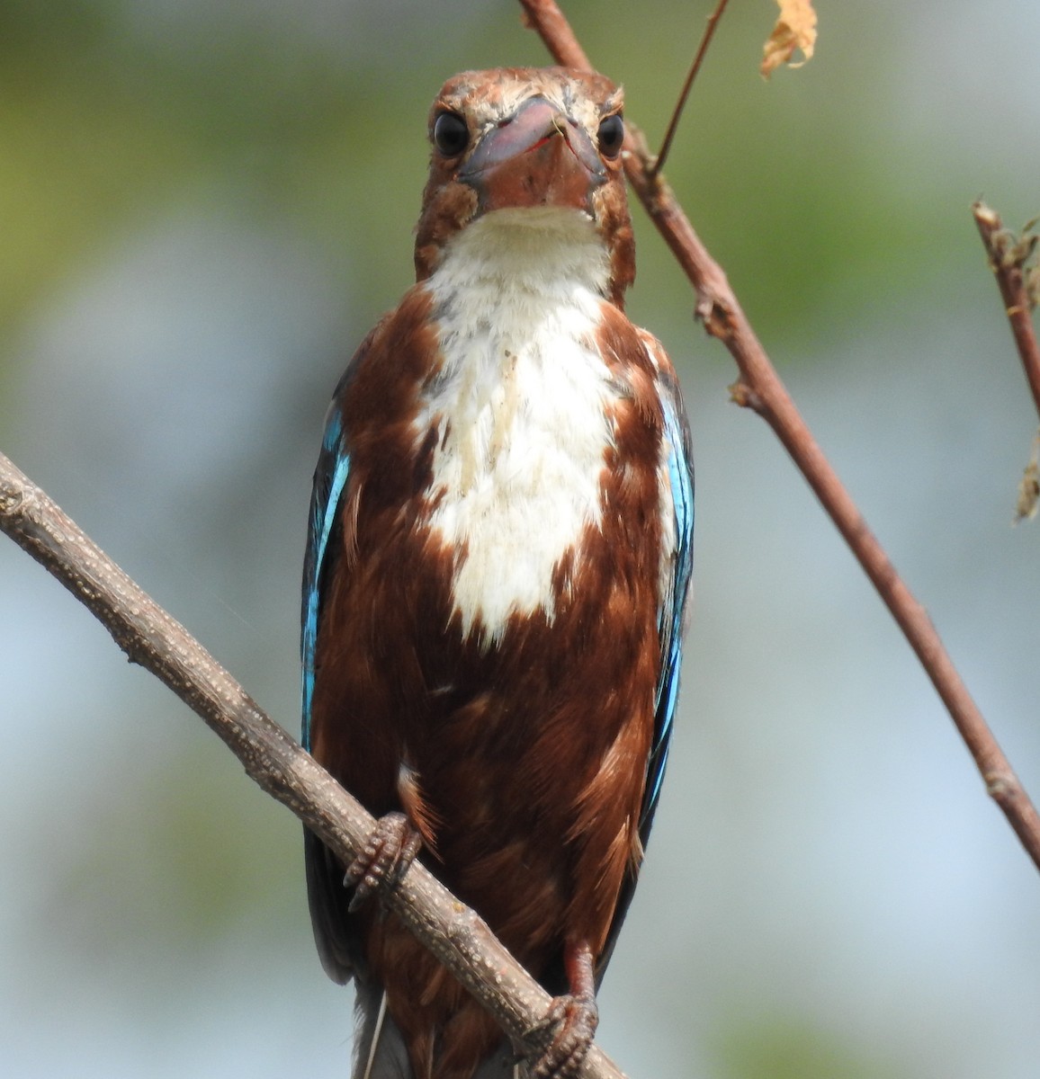 White-throated Kingfisher - Tapan Kane