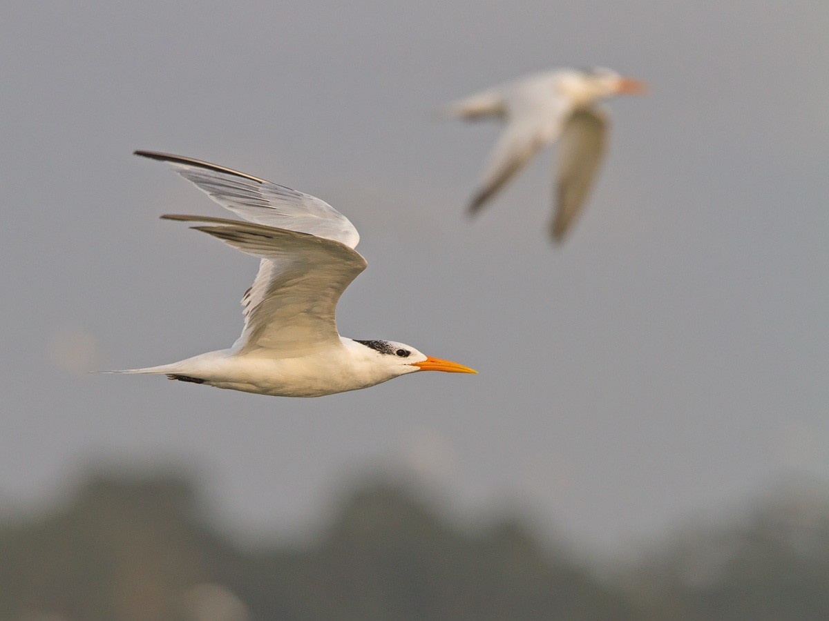 West African Crested Tern - Niall D Perrins