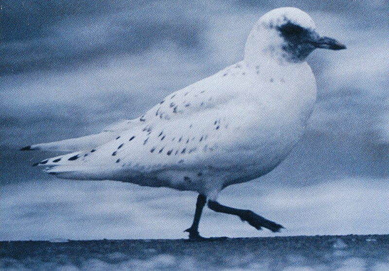 Ivory Gull - Bill Maynard