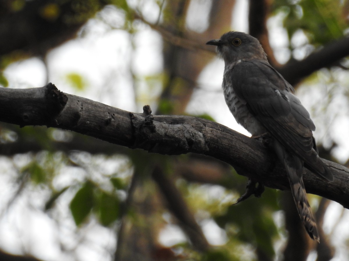 Common Hawk-Cuckoo - Tapan Kane