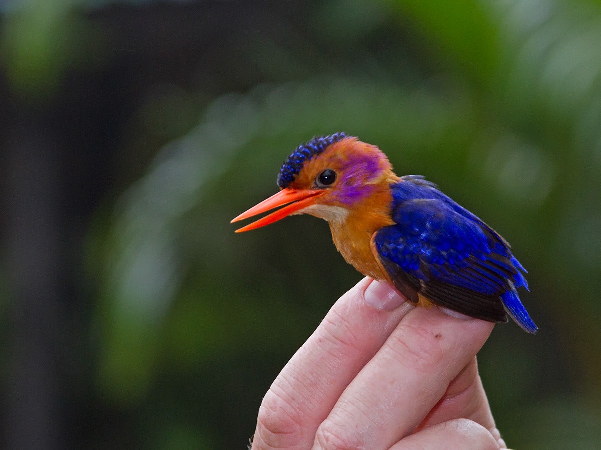 African Pygmy Kingfisher - Niall D Perrins