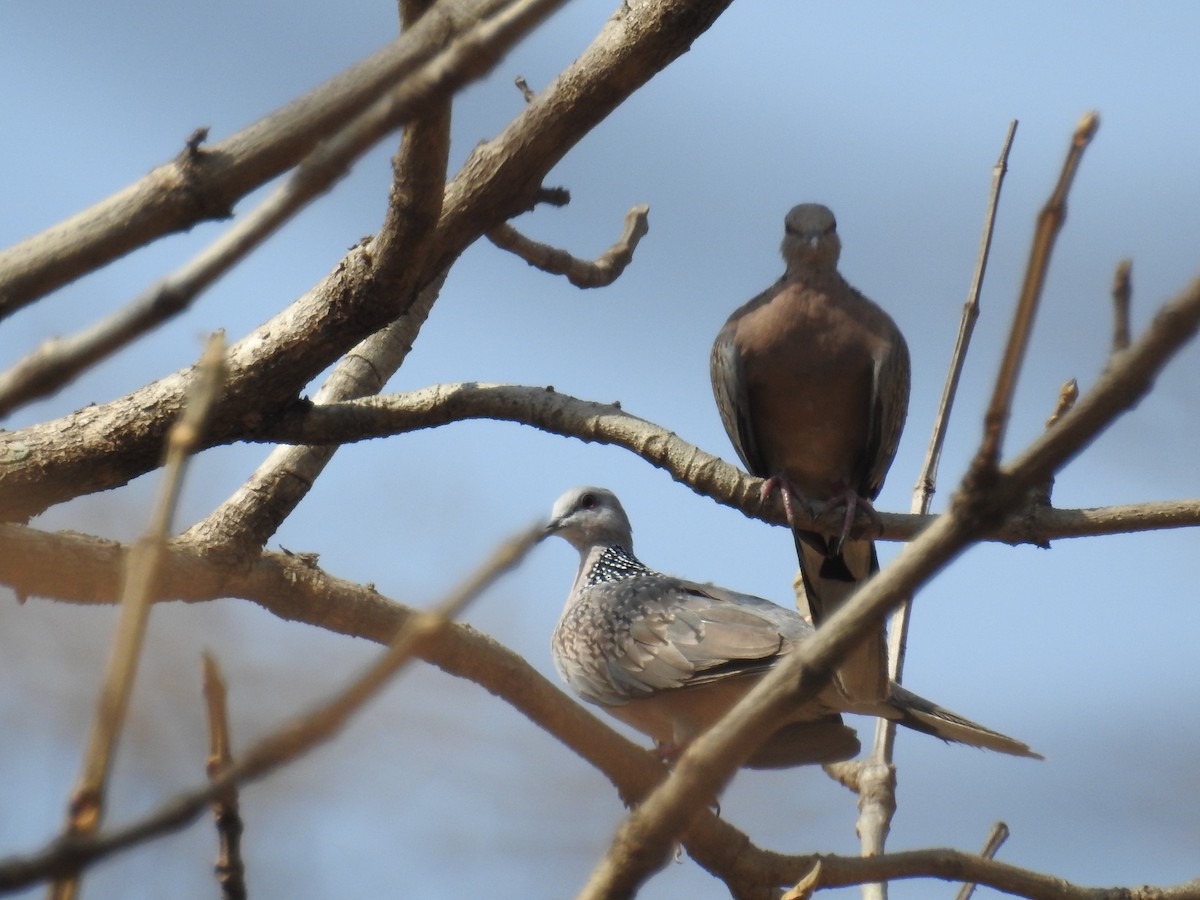 Spotted Dove - Tapan Kane
