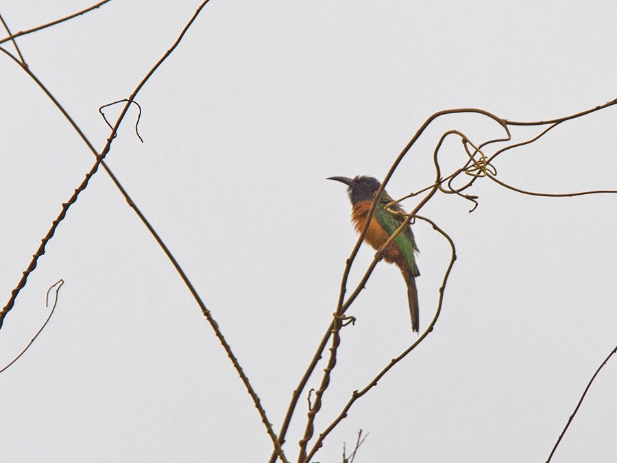 Black-headed Bee-eater - Niall D Perrins