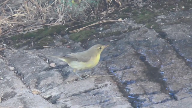 Melodious Warbler - ML223460551