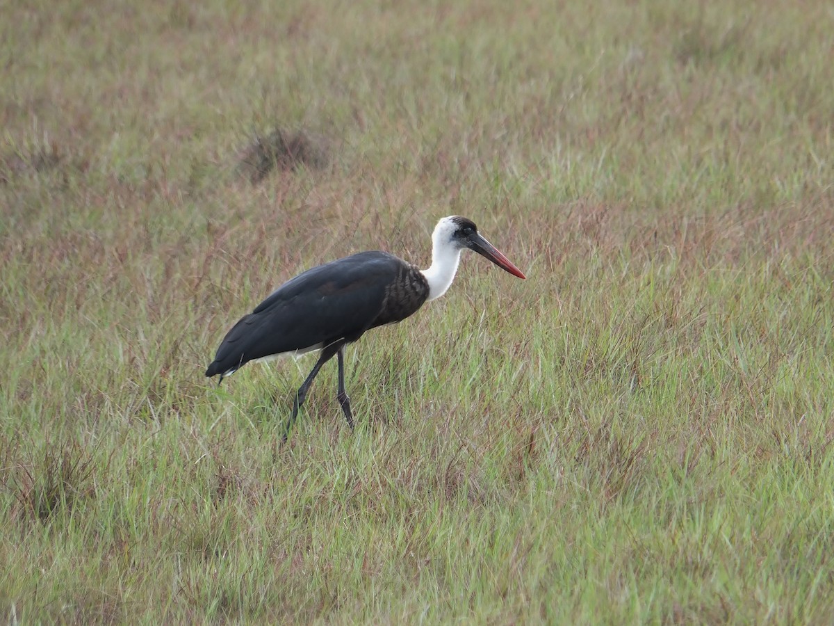 African Woolly-necked Stork - Tony King