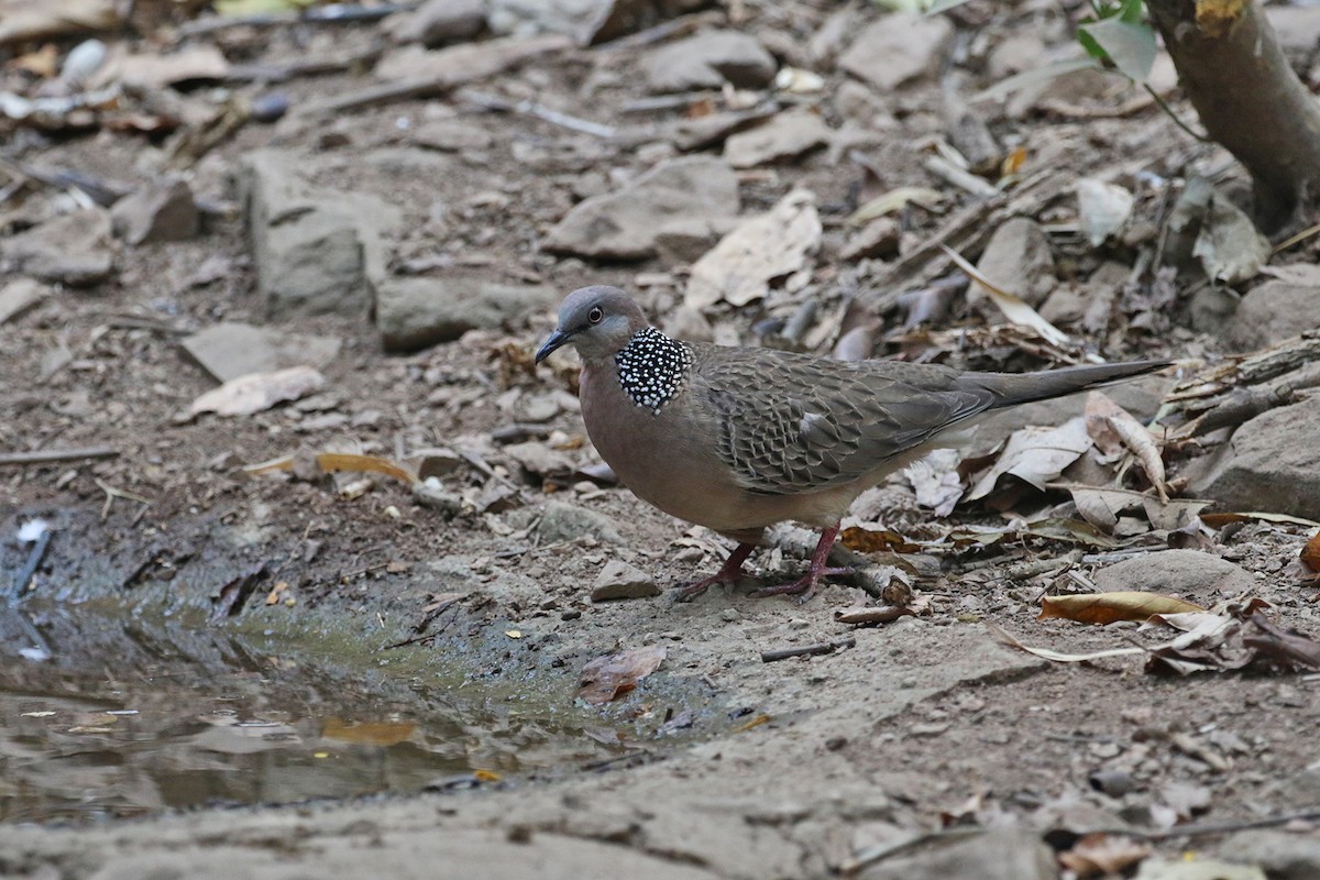 Spotted Dove (Eastern) - Charley Hesse TROPICAL BIRDING