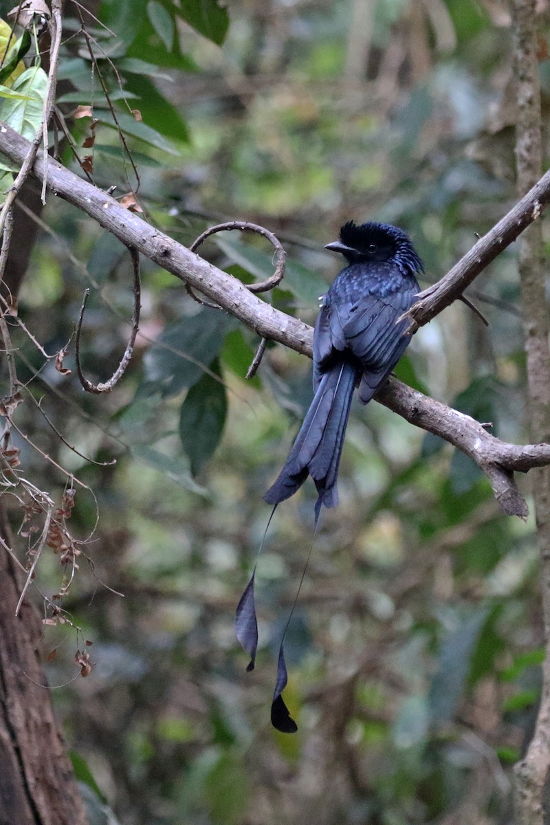 Greater Racket-tailed Drongo - Charley Hesse TROPICAL BIRDING