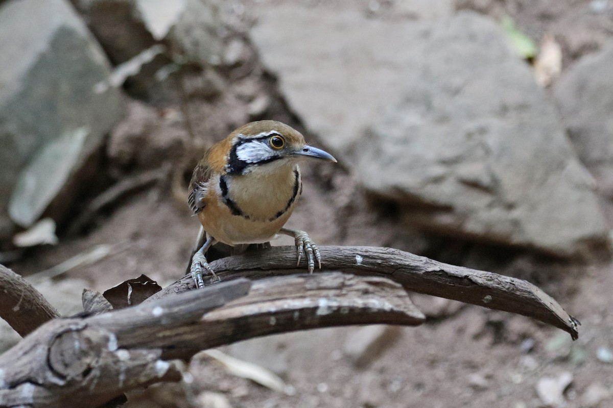 Greater Necklaced Laughingthrush - ML223461471