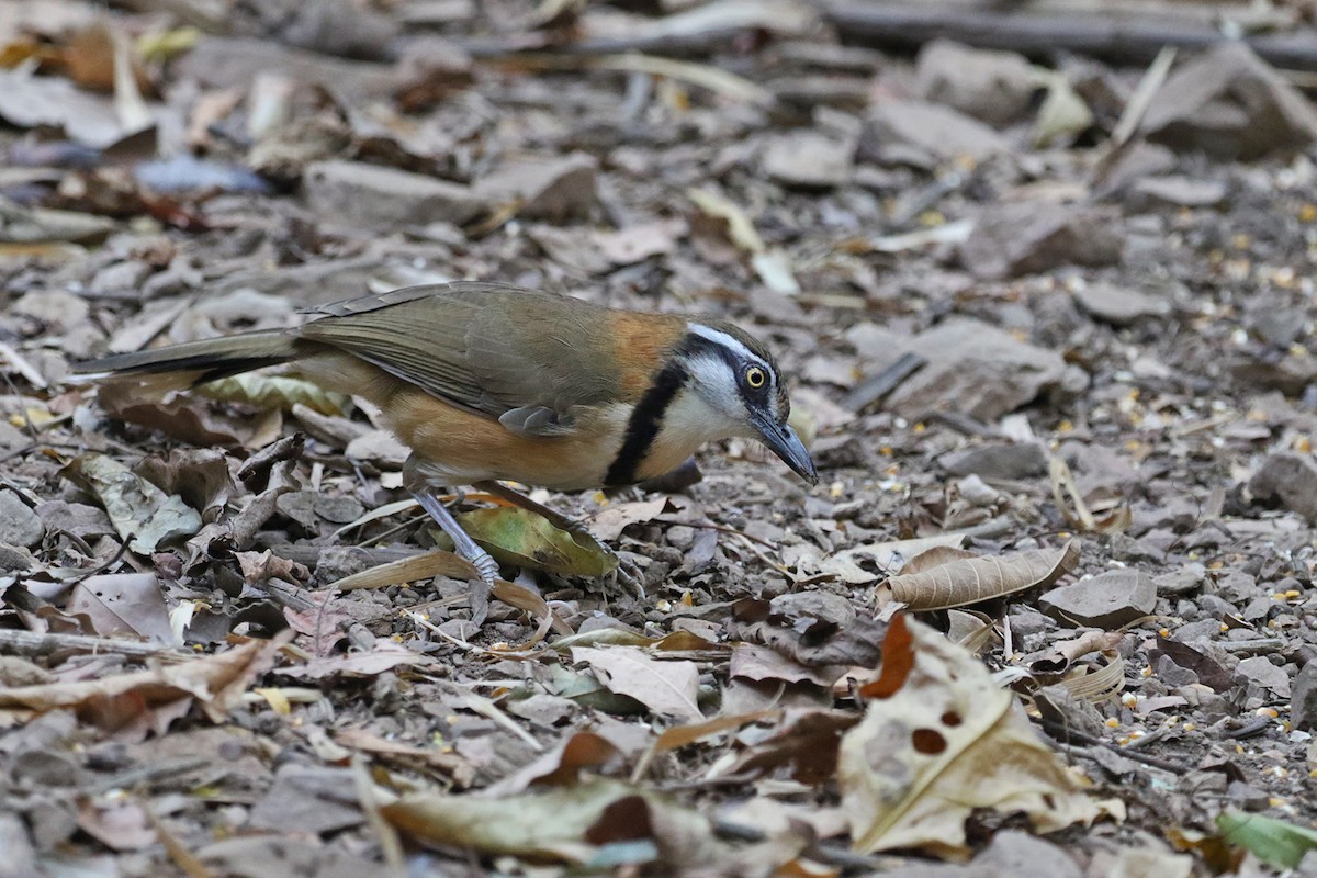 Lesser Necklaced Laughingthrush - ML223461521