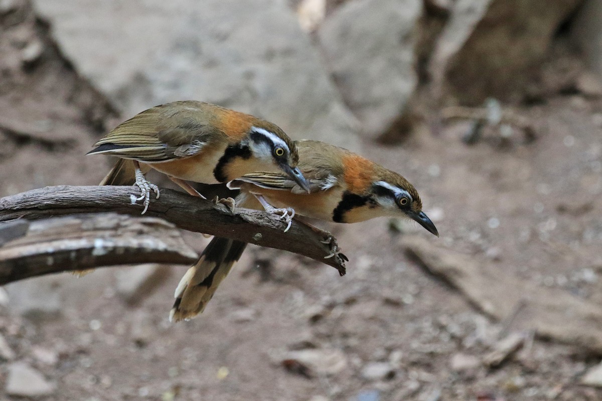 Lesser Necklaced Laughingthrush - ML223461531