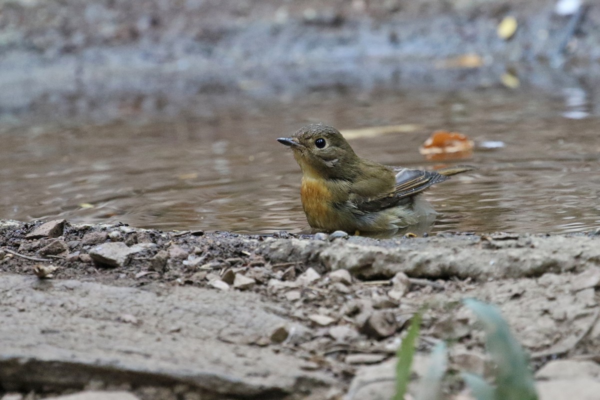 Chinese Blue Flycatcher - Charley Hesse TROPICAL BIRDING