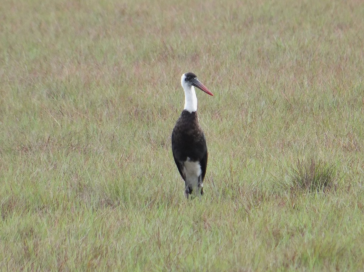 African Woolly-necked Stork - ML223462041