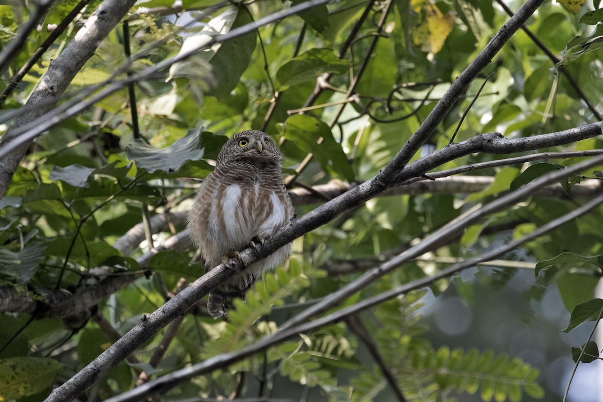 Asian Barred Owlet - Charley Hesse TROPICAL BIRDING