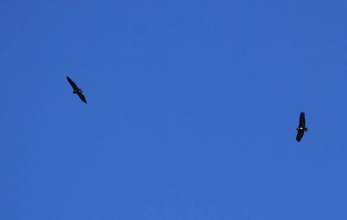 Red-headed Vulture - ML223465071
