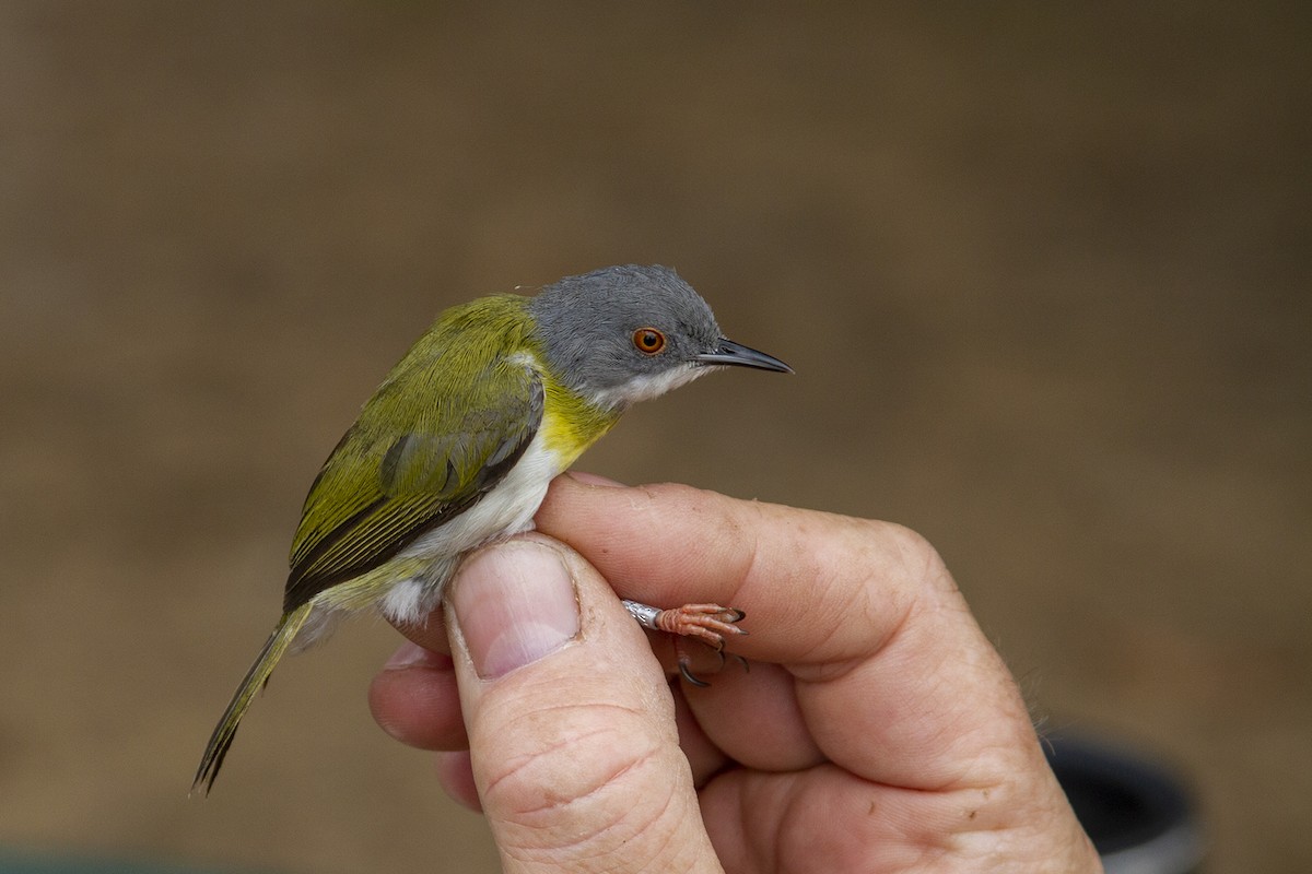 Yellow-breasted Apalis - Niall D Perrins