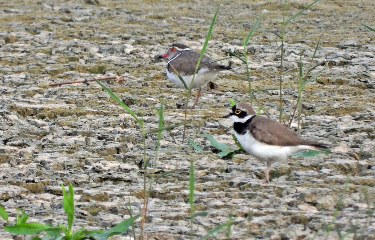 Little Ringed Plover - silverwing 123