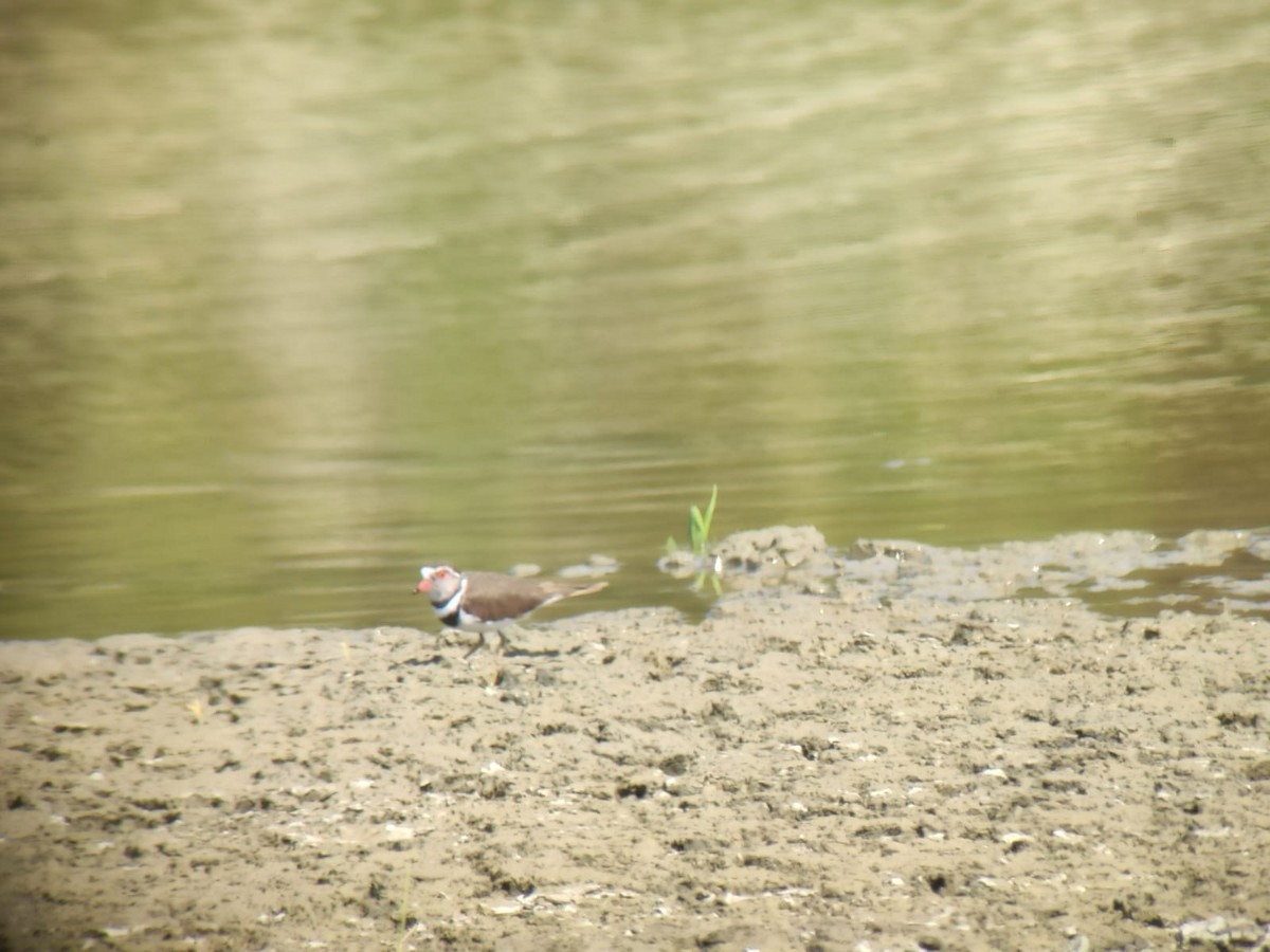 Three-banded Plover - ML223468971