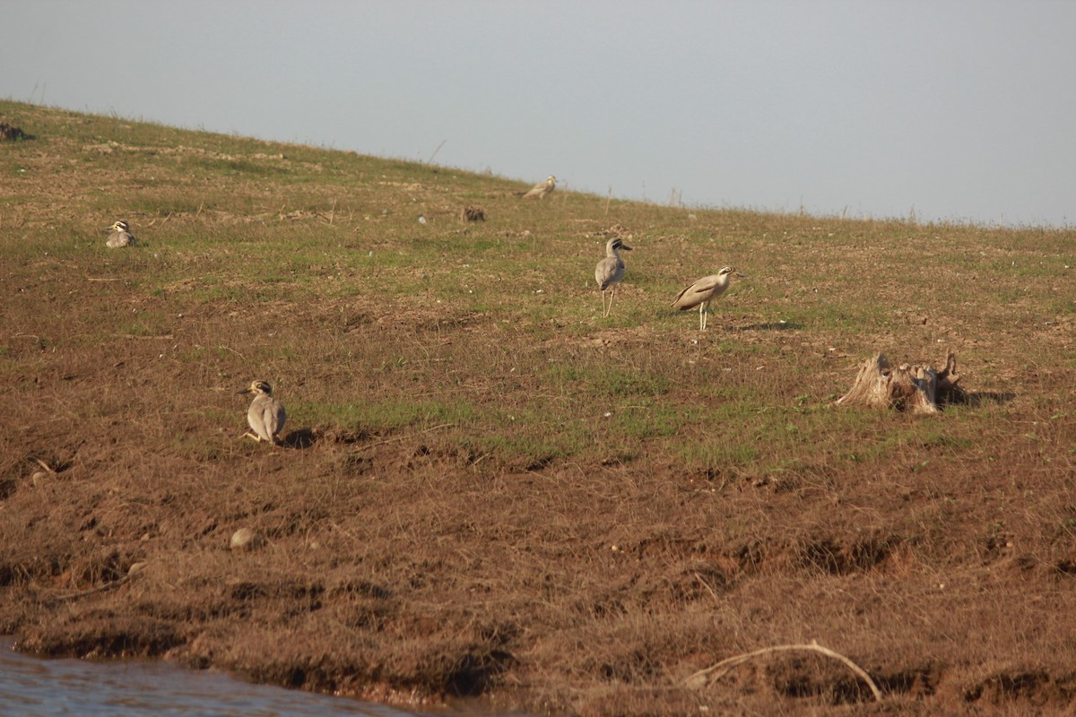 Indian Thick-knee - ML223469071
