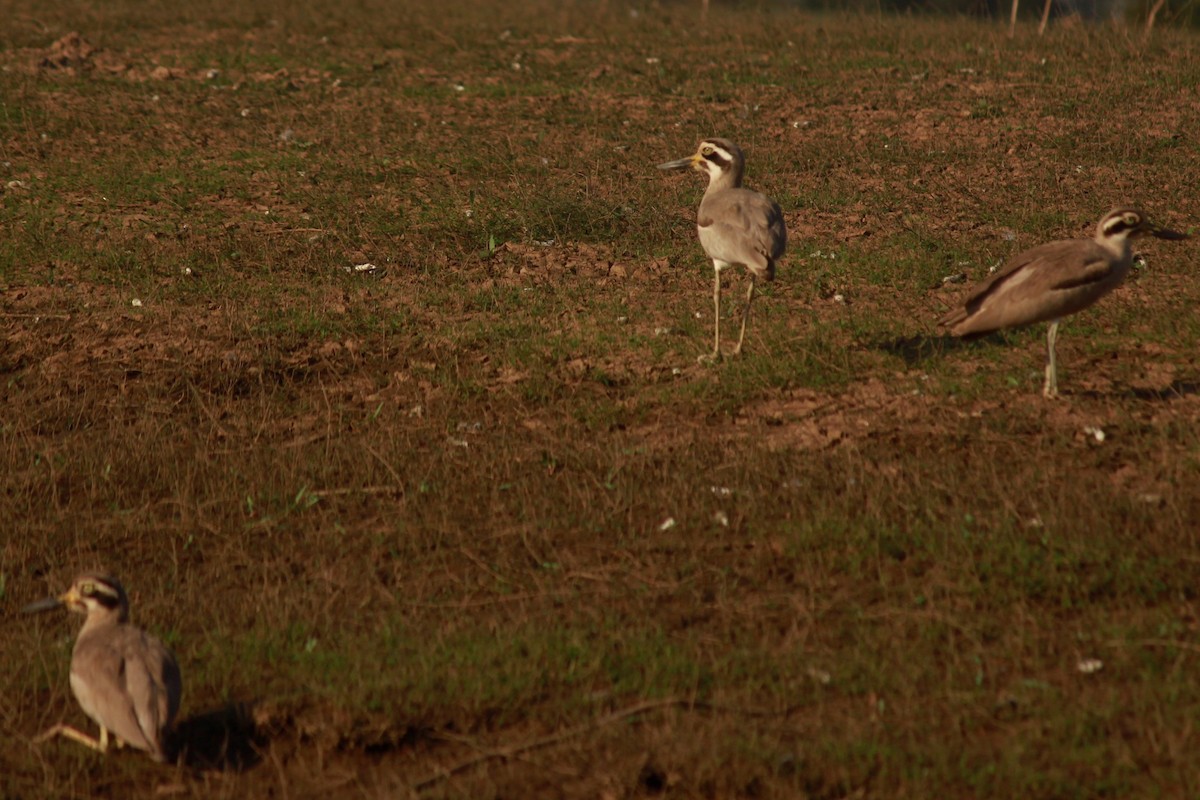 Indian Thick-knee - ML223469151