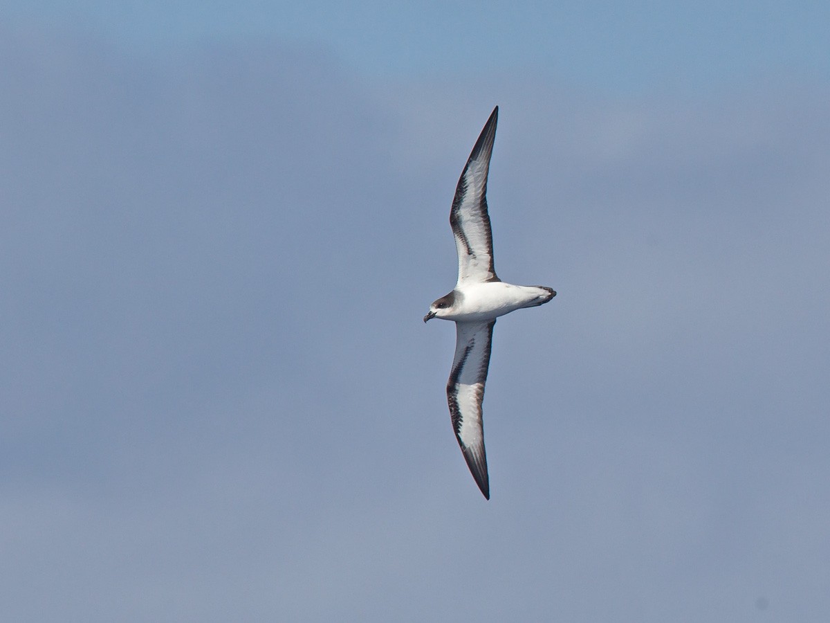 Barau's Petrel - Niall D Perrins