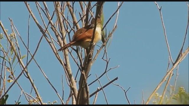 Yellow-chinned Spinetail - ML223470311