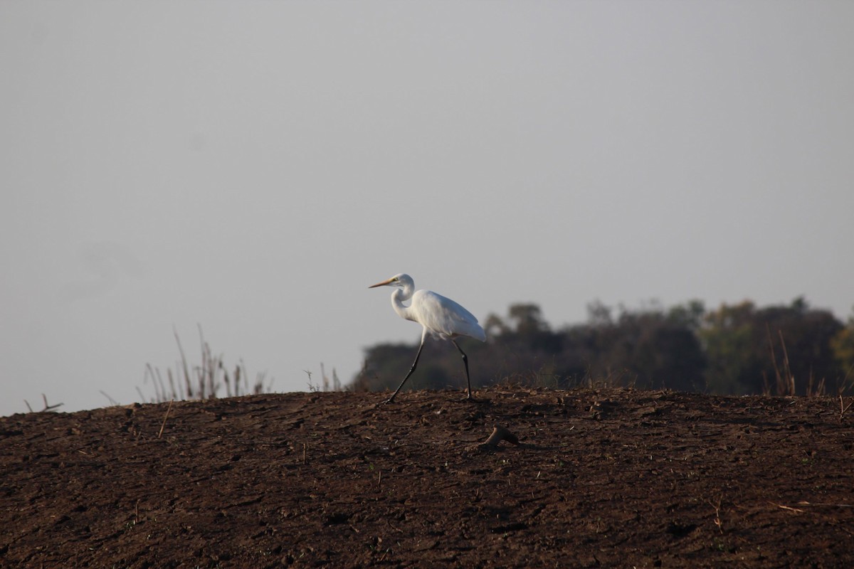 Medium Egret - pradeep Rana