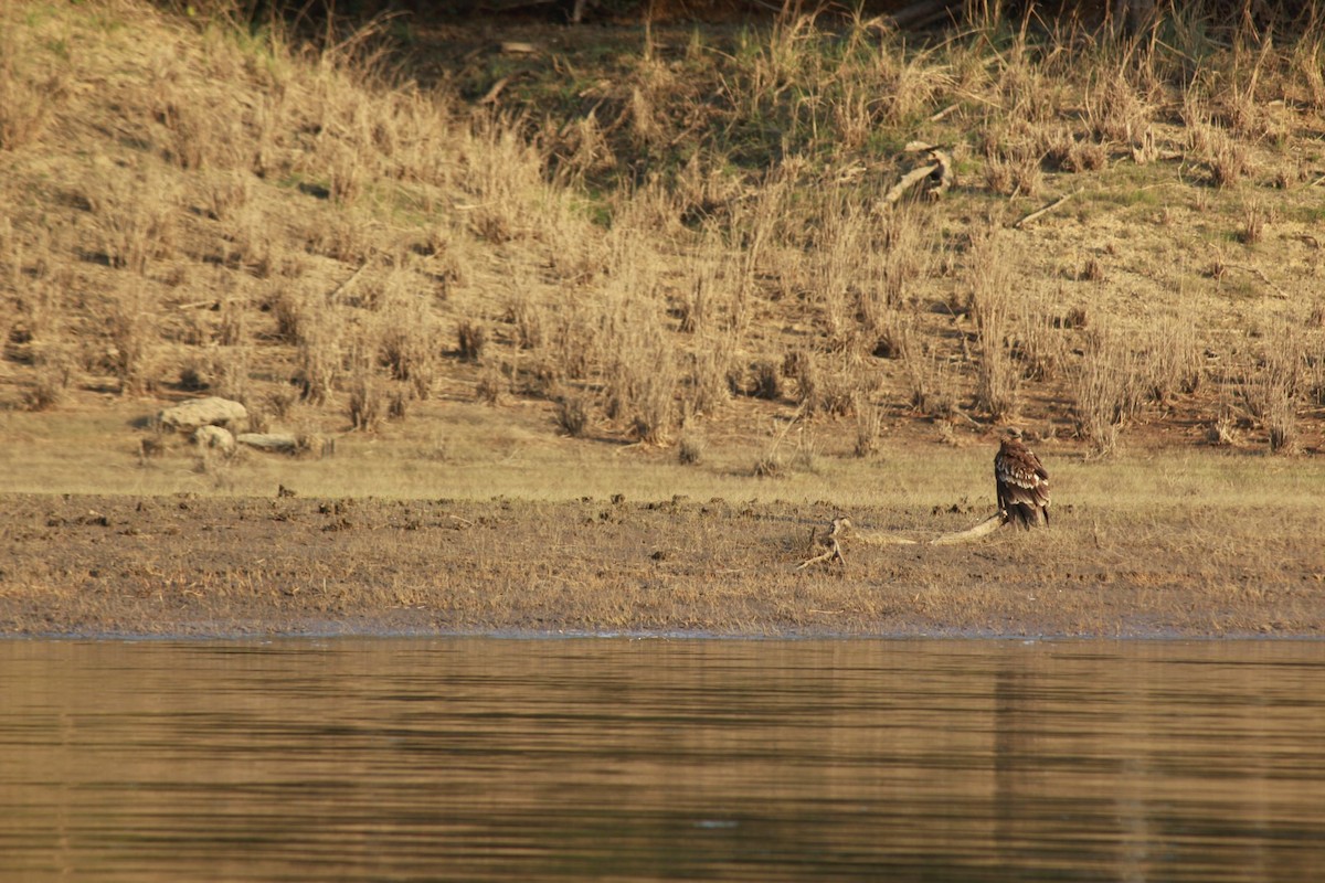 Greater Spotted Eagle - ML223471721