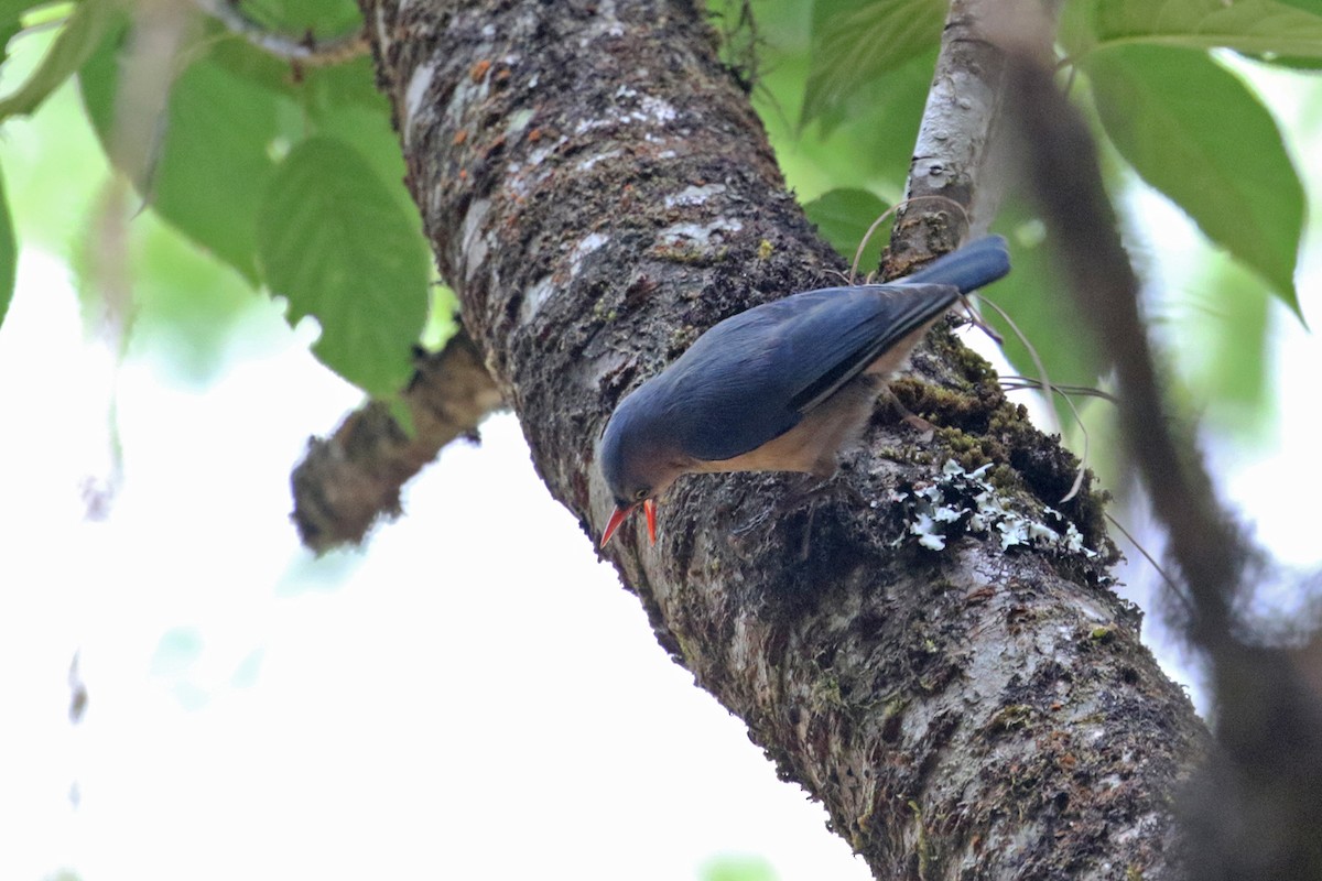 Velvet-fronted Nuthatch - Charley Hesse TROPICAL BIRDING