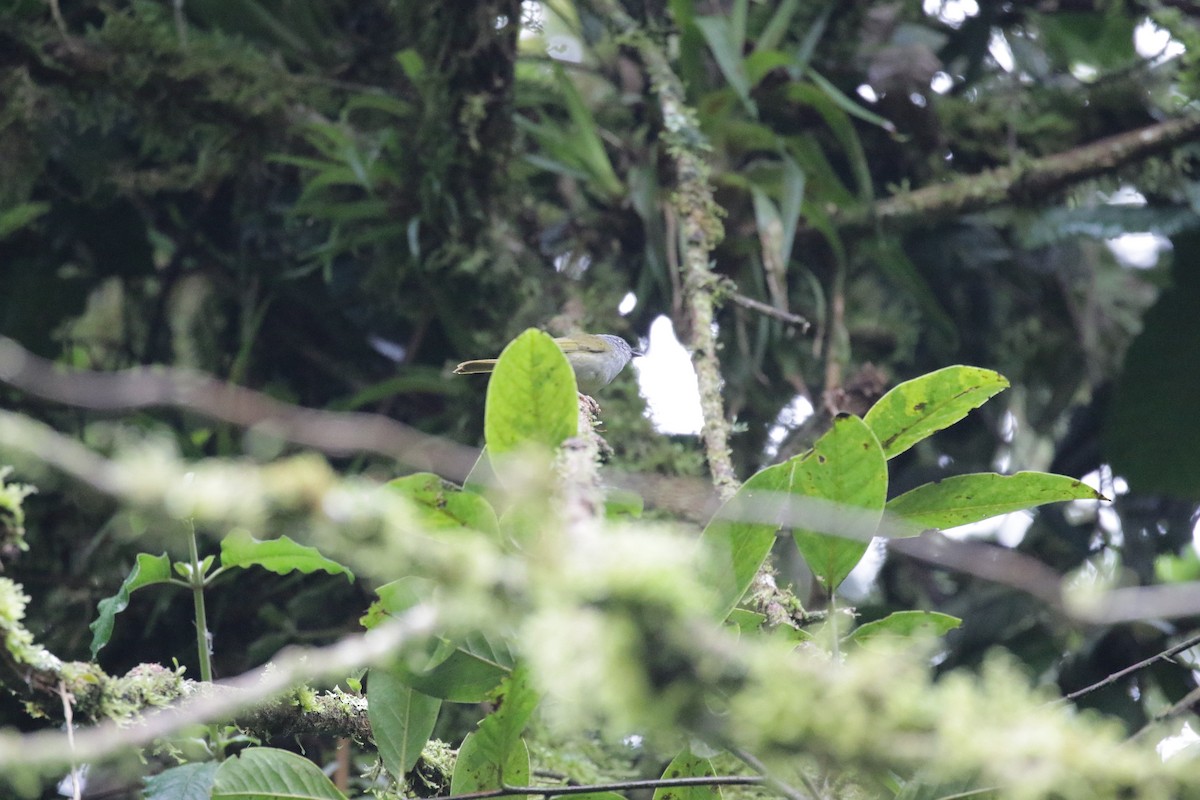 Russet-crowned Warbler - ML223477041