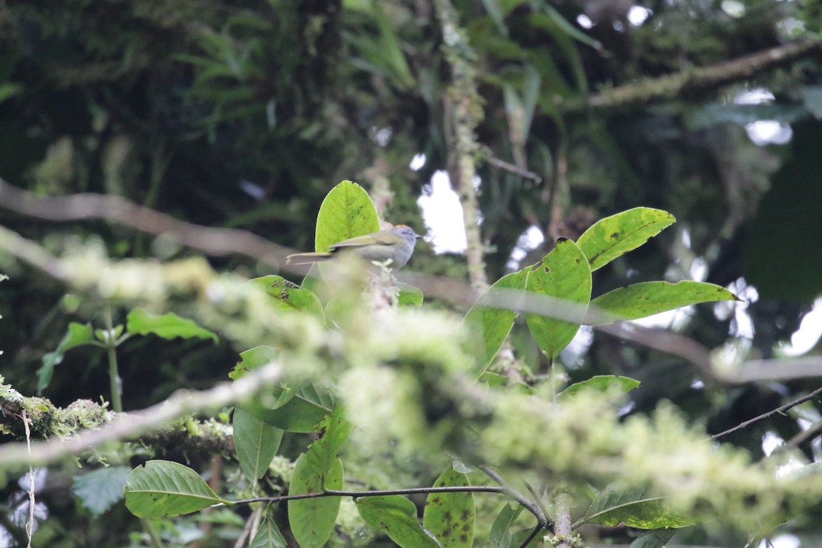 Russet-crowned Warbler - ML223477051