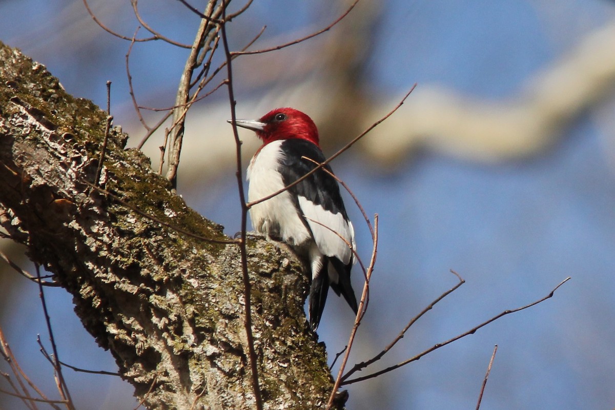 Red-headed Woodpecker - David Marjamaa