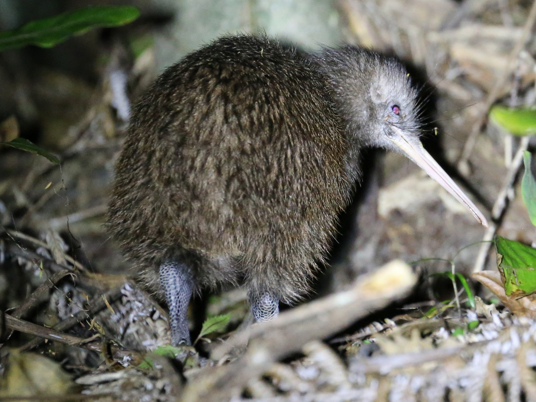 North Island Brown Kiwi - Jeff Skevington