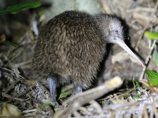 North Island Brown Kiwi - eBird