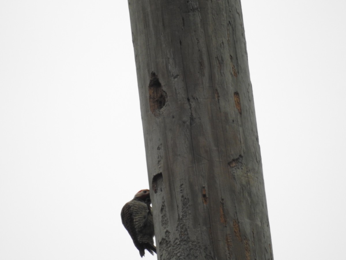 Black-necked Woodpecker - ML223483171