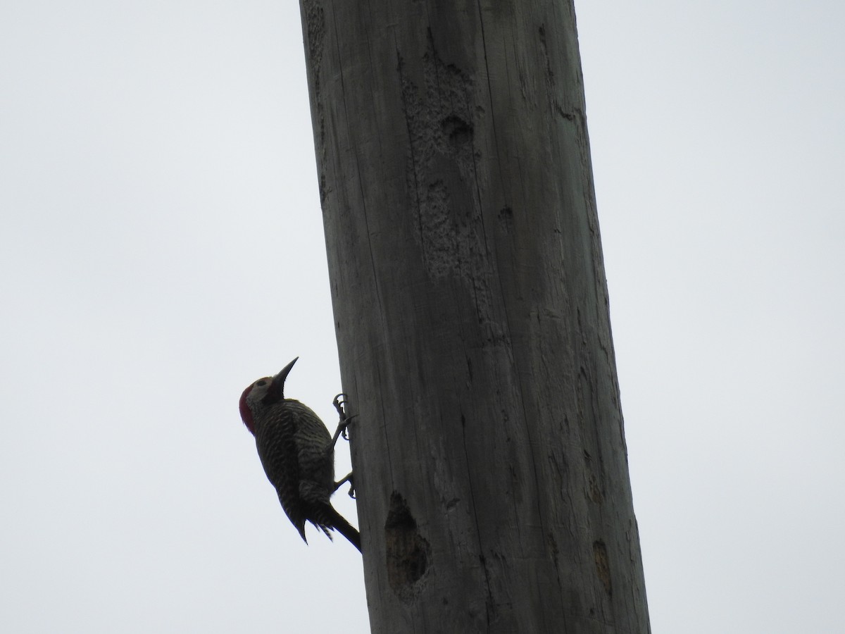 Black-necked Woodpecker - ML223483271