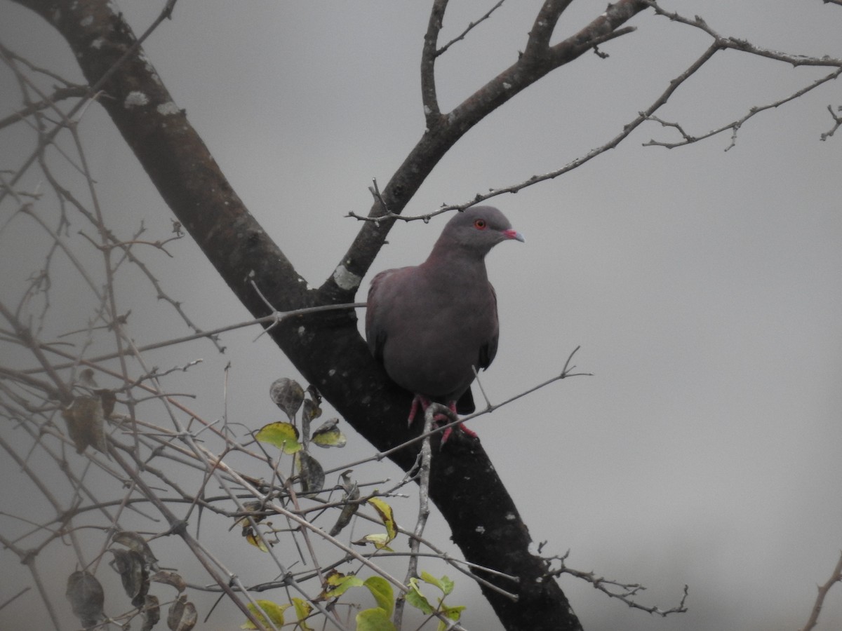 Peruvian Pigeon - ML223483311