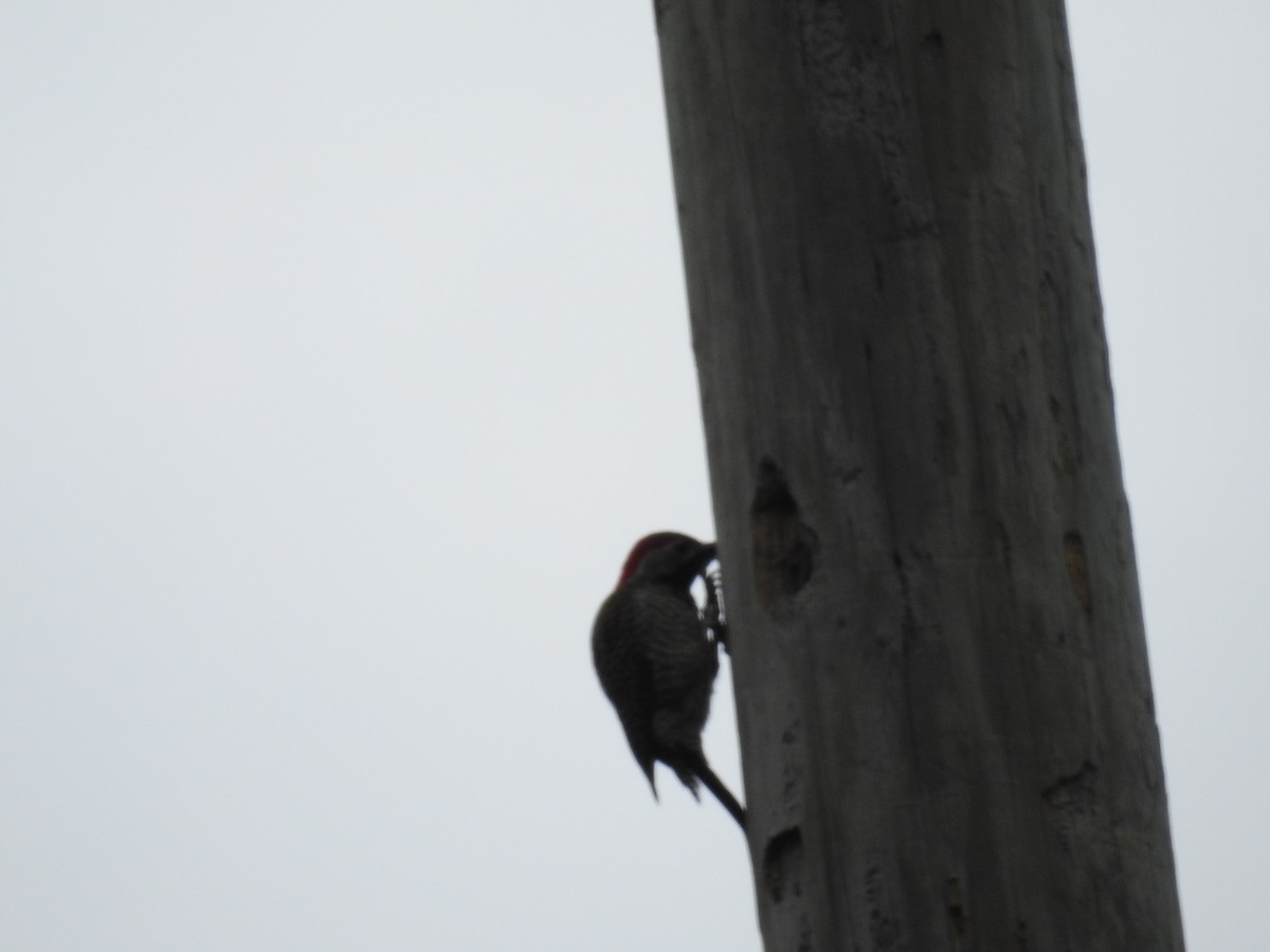 Black-necked Woodpecker - ML223483351