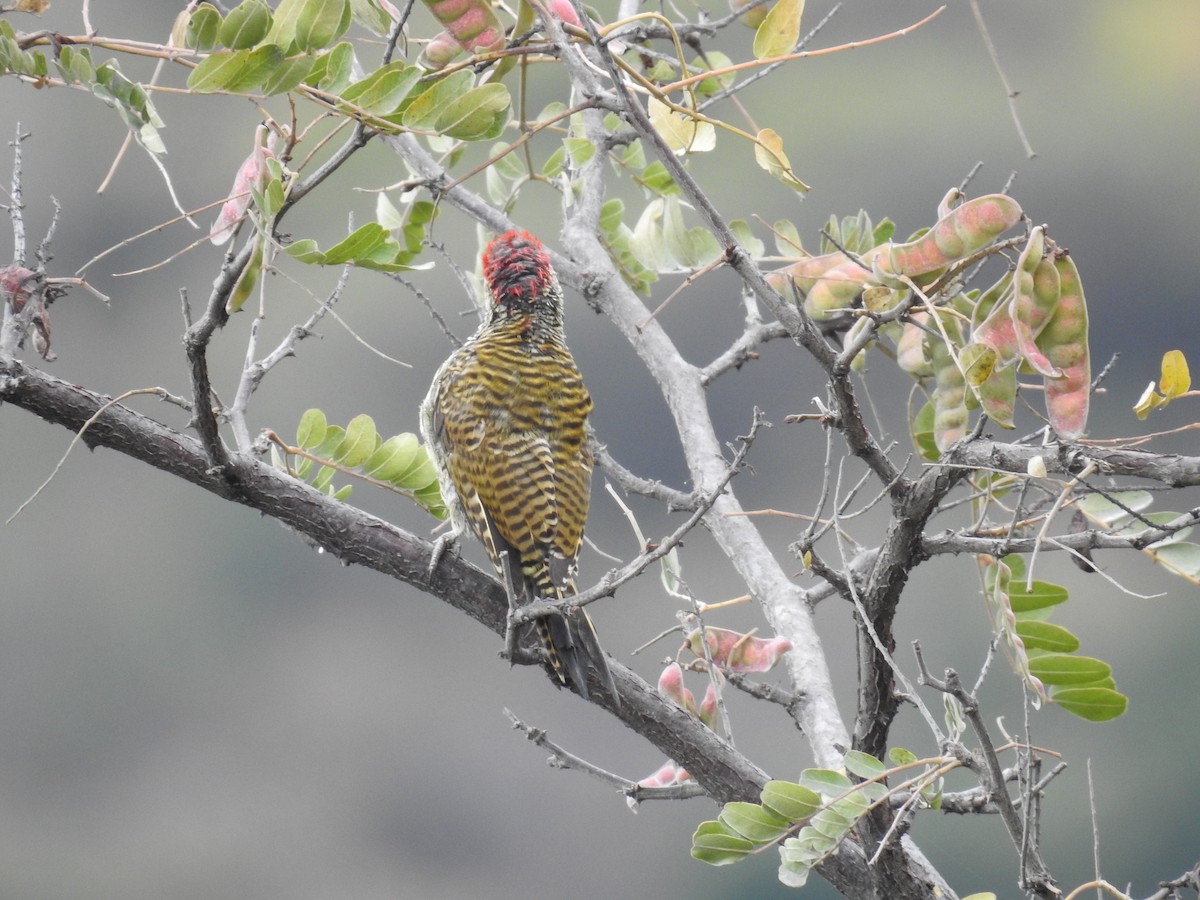 Black-necked Woodpecker - ML223483521