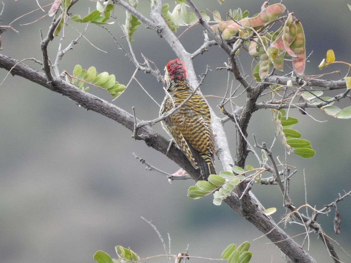 Black-necked Woodpecker - ML223483561