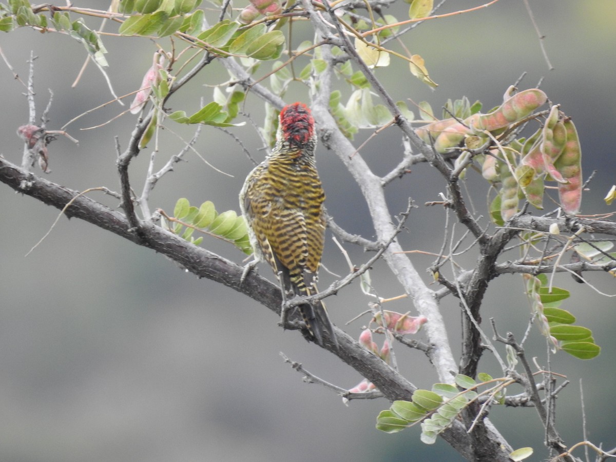 Black-necked Woodpecker - ML223483611