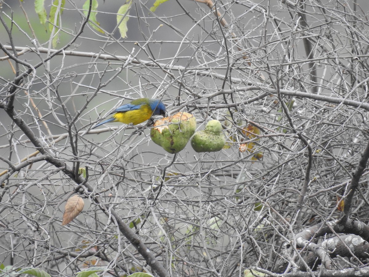 Blue-and-yellow Tanager - ML223483661