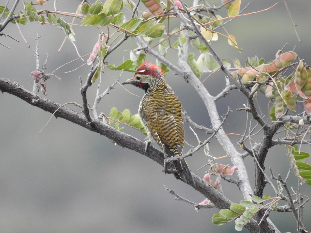 Black-necked Woodpecker - ML223483681