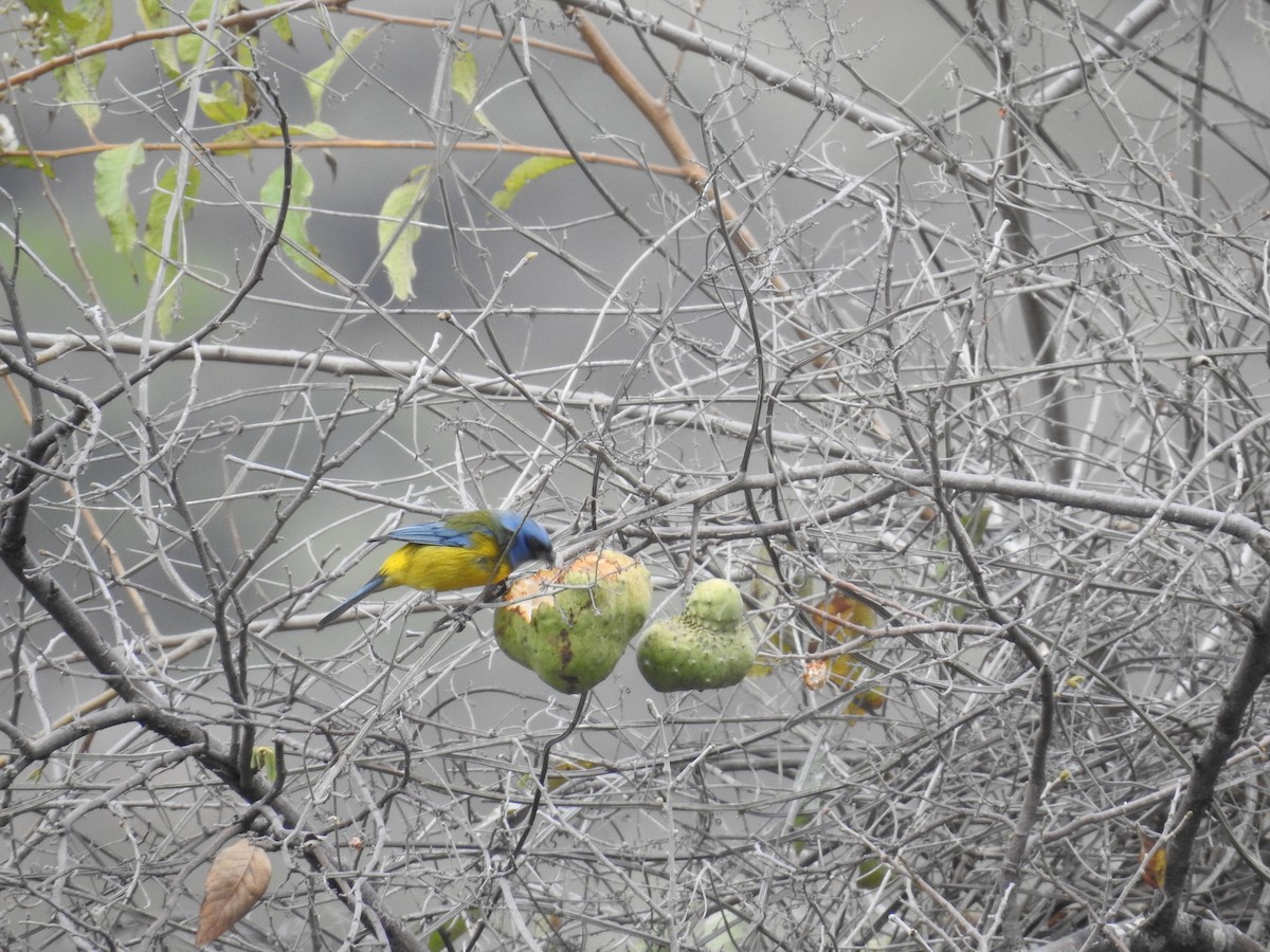 Blue-and-yellow Tanager - ML223483691