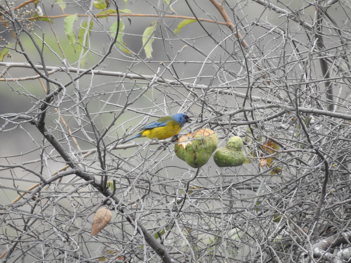 Blue-and-yellow Tanager - ML223483871
